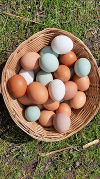 Die Bunten Barntener Eier